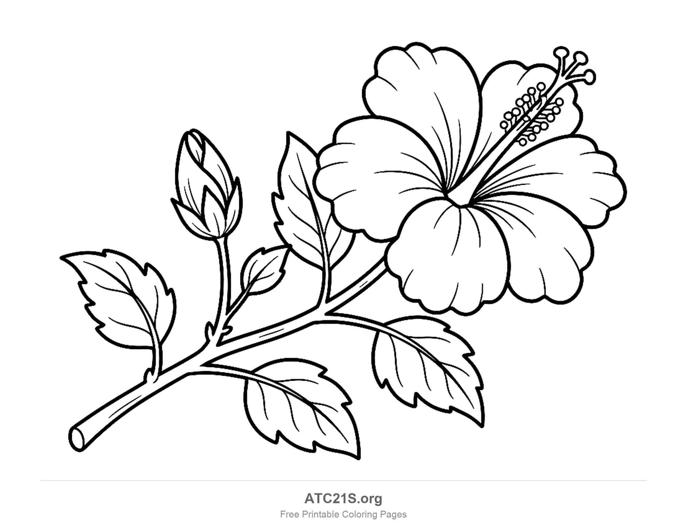 Hibiscus branch running across the page with a closed bud, a fully open flower with a long stamen column and five veined, toothed leaves, detailed coloring page