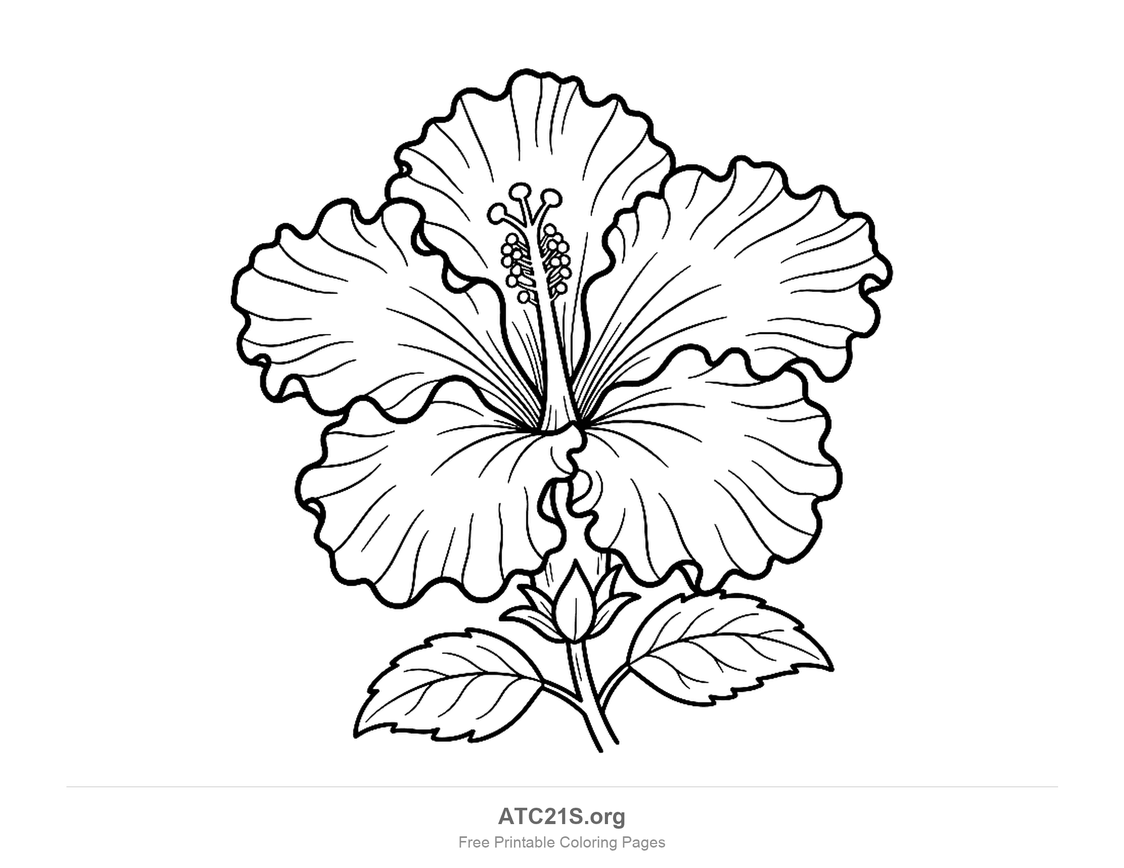 Hibiscus with ruffled, crinkled petal edges and fine lines fanning across every petal, a central stamen column, a small bud and two leaves, detailed coloring page for older kids