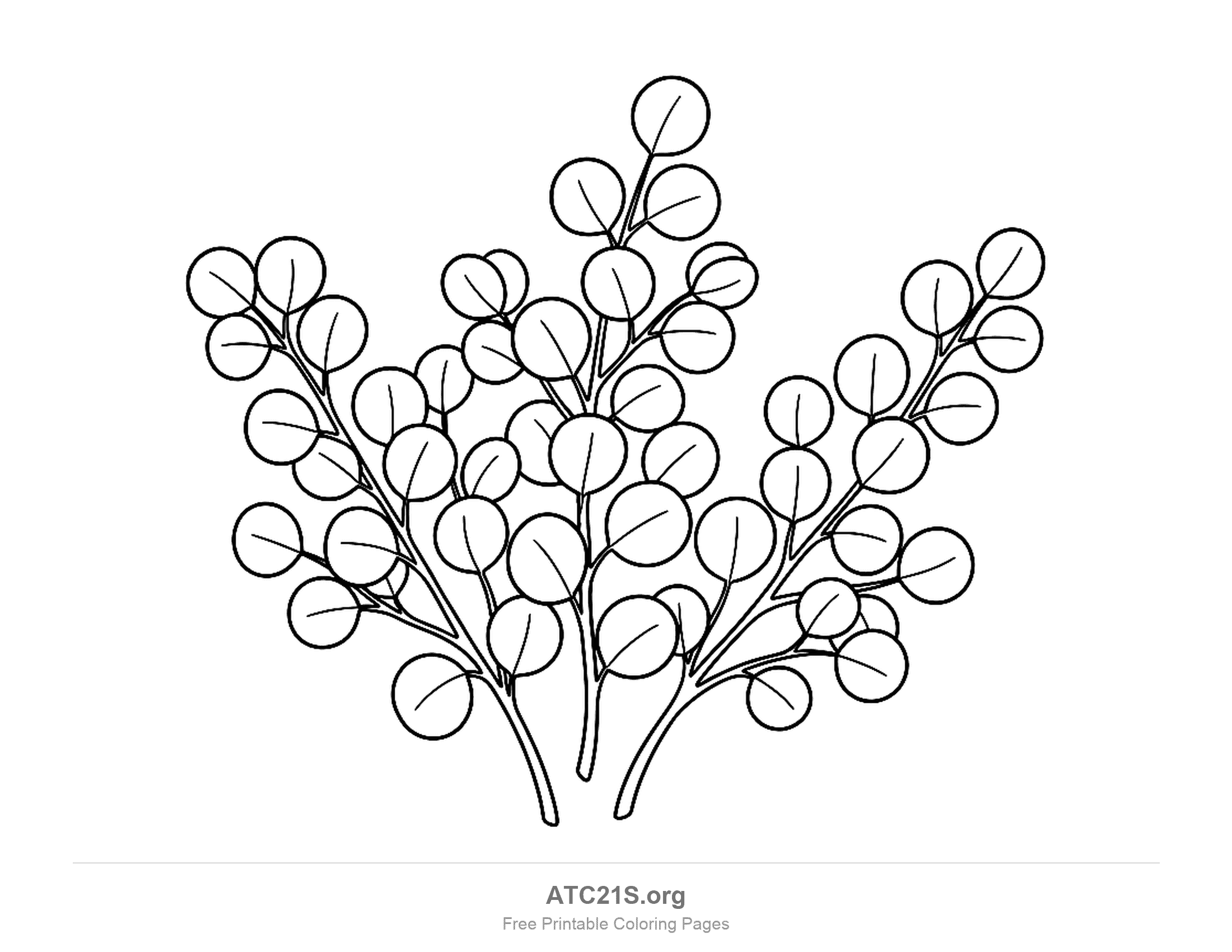 Three eucalyptus sprigs covered in dozens of round coin-shaped leaves, each with a single middle vein, simple leaves coloring page for preschoolers