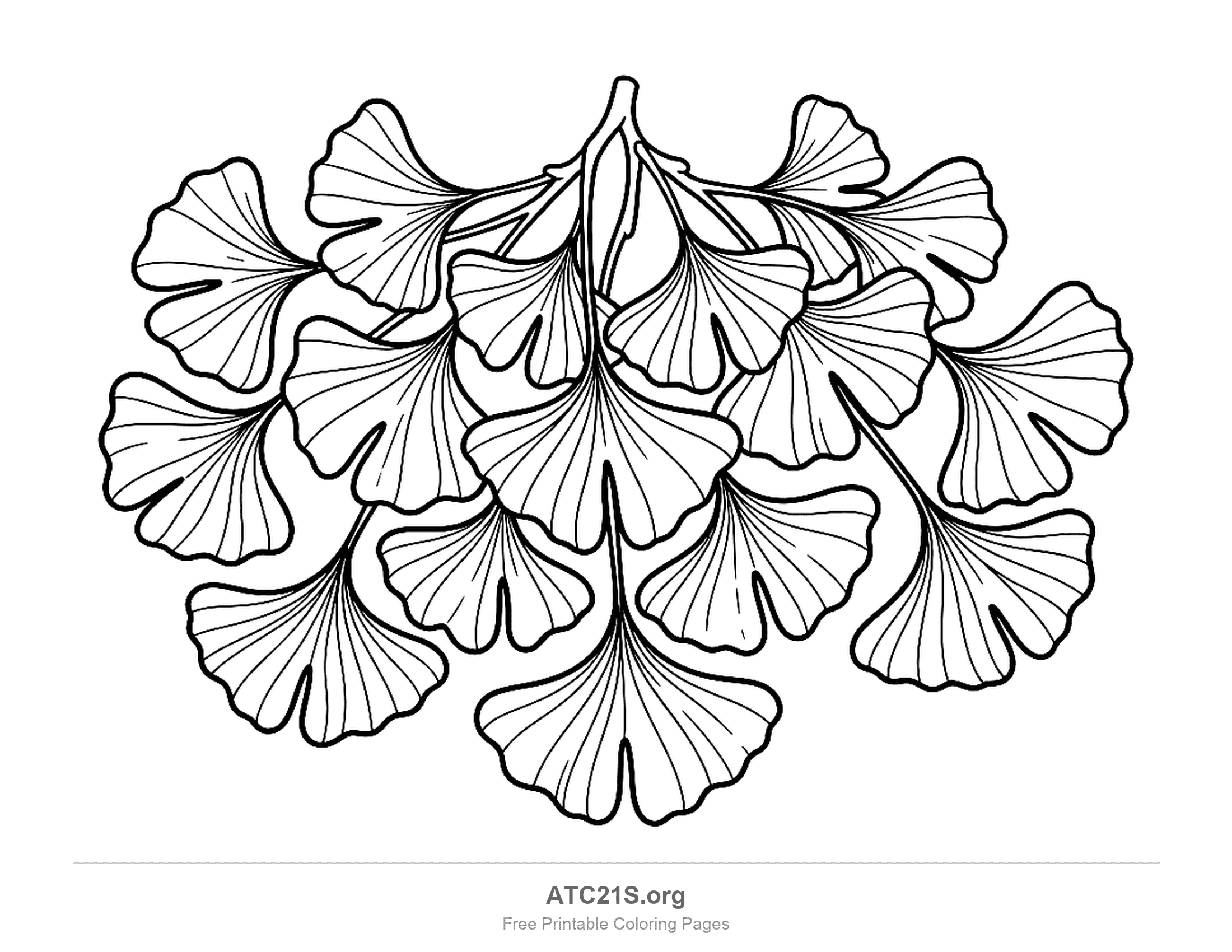 Cluster of fan-shaped ginkgo leaves with notched wavy edges and fine radiating lines, hanging from a branching twig, printable leaves coloring page