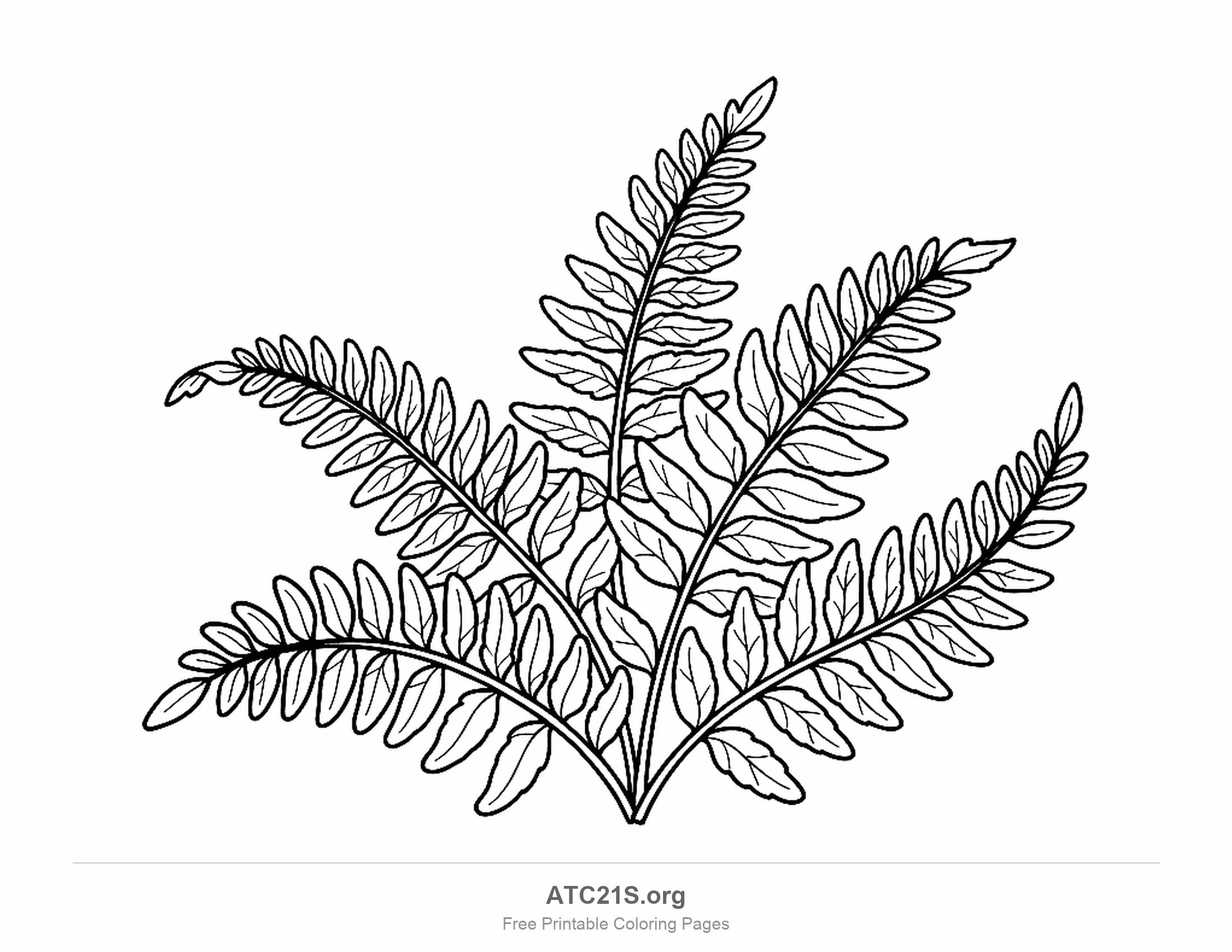 Five fern fronds rising from one point, each lined with rows of small veined leaflets and one tip curling over, detailed leaf coloring page