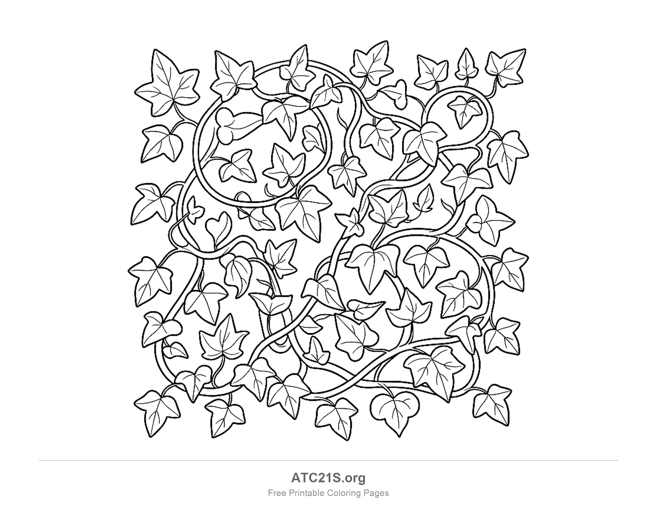 Square panel of looping, tangled ivy vines with dozens of pointed lobed ivy leaves and a few heart-shaped ones, detailed leaves coloring page for older kids