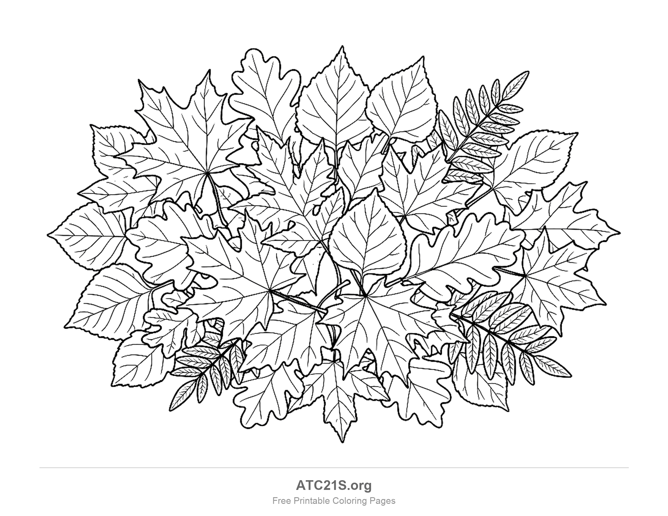 Dense pile of overlapping autumn leaves, maple, oak, toothed birch-like leaves and sprays of small rowan-like leaflets, every vein drawn in, detailed fall leaves coloring page for older kids