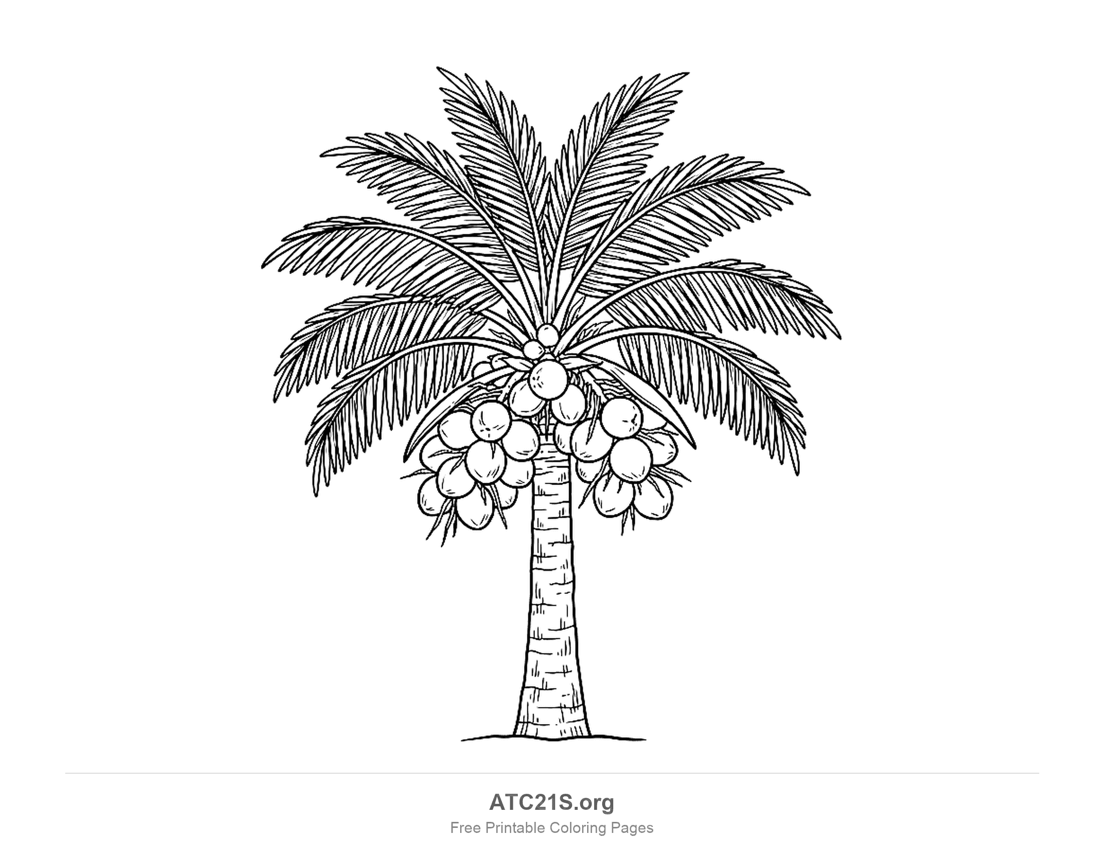 Coconut palm with two heavy bunches of round coconuts hanging below a crown of feathery fronds, on a straight textured trunk, detailed palm tree coloring page