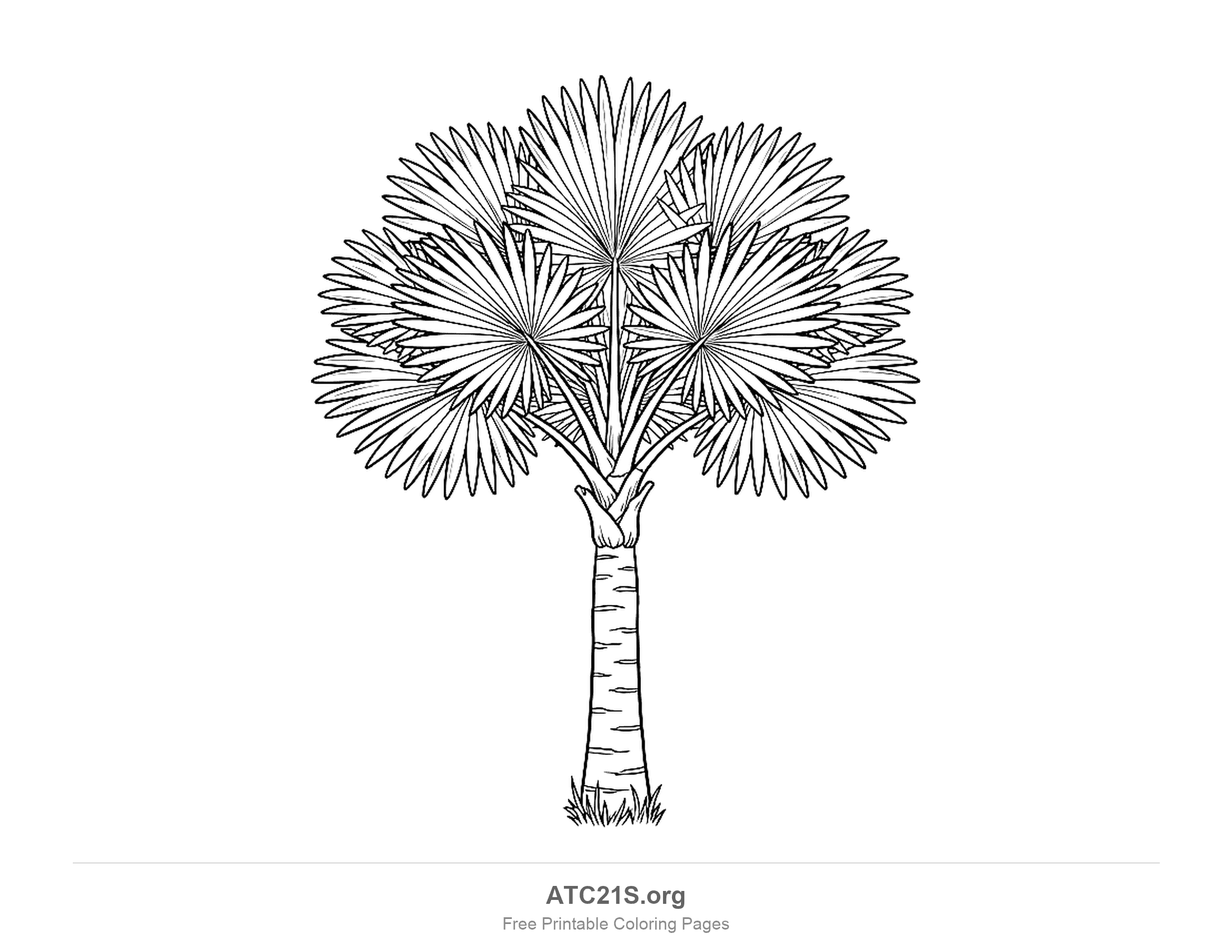 Fan palm with round pleated leaves, each split into dozens of pointed segments fanning from the stalk, on a tall trunk with grass at its base, detailed palm coloring page for older kids