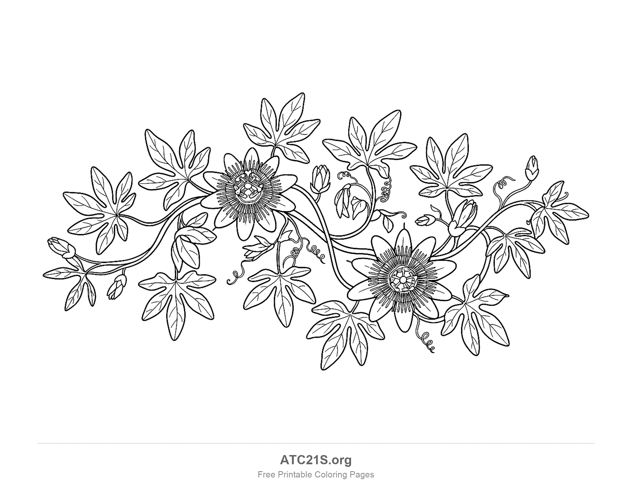 Passion flower vine winding across the page with two open flowers with fringed centres, fat buds, curly tendrils and lobed leaves, easy jungle flower coloring page for kids