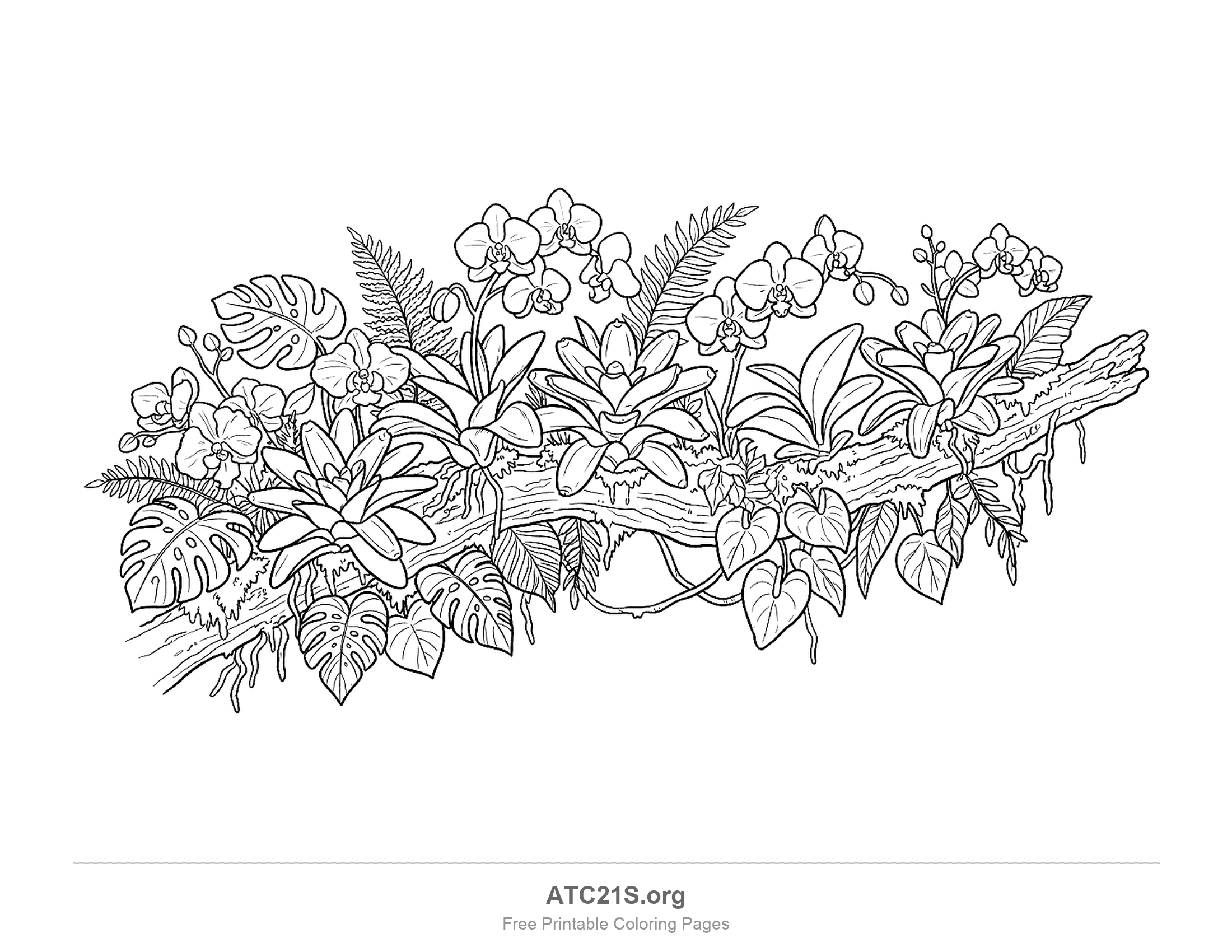 Mossy branch covered in arching sprays of orchids, star-shaped bromeliads with cupped centres, ferns, monstera and heart-shaped leaves and dangling roots, detailed rainforest coloring page for older kids