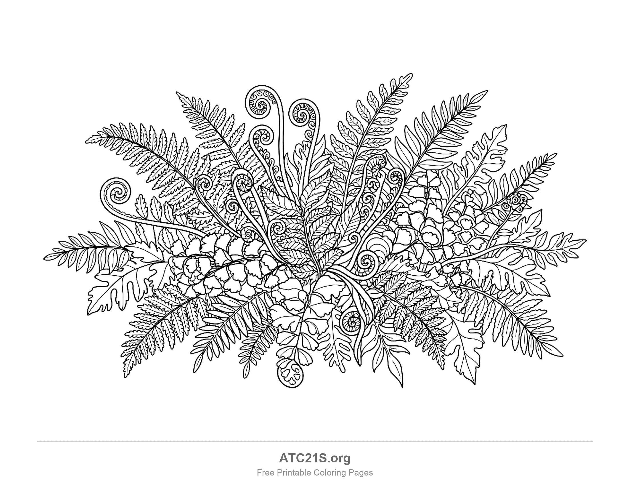 Big spray of tropical ferns with feathery fronds, lobed fronds and rounded leaflets and a dozen tightly curled fiddleheads springing from the middle, very detailed rainforest coloring page for older kids and adults