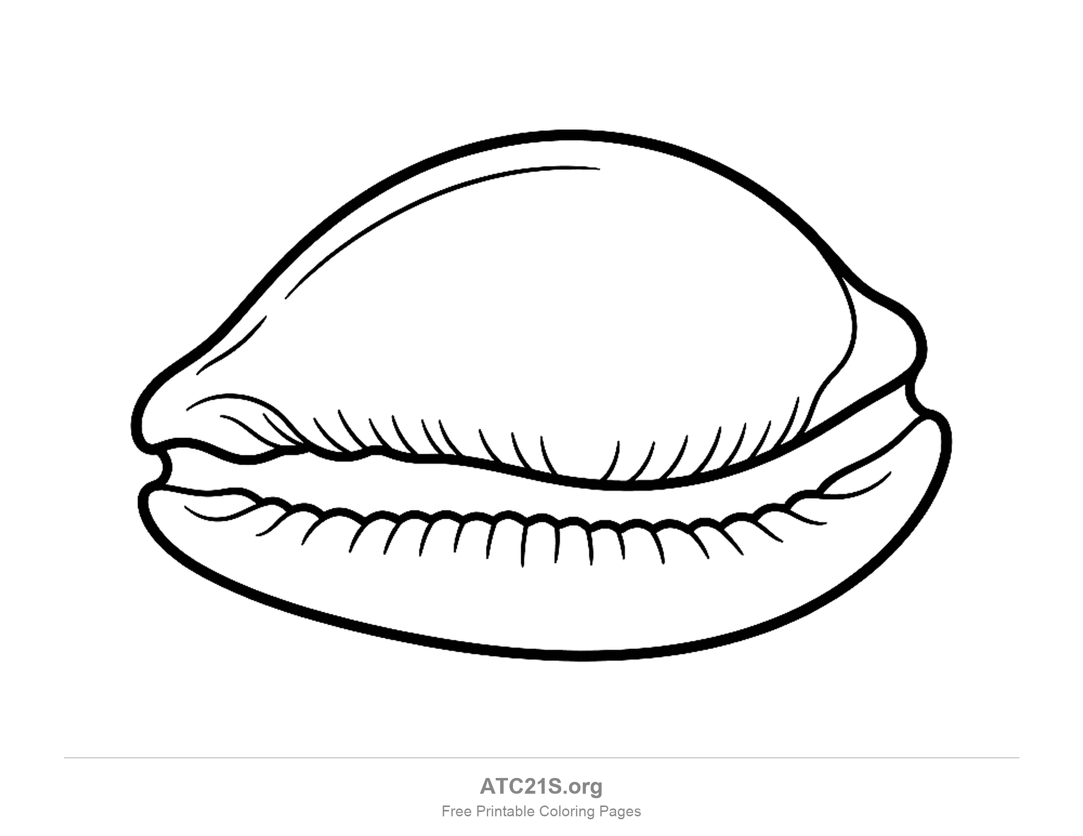 Cowrie shell seen from the side with a smooth domed back and a long narrow opening lined with small teeth, easy seashell coloring page for kids