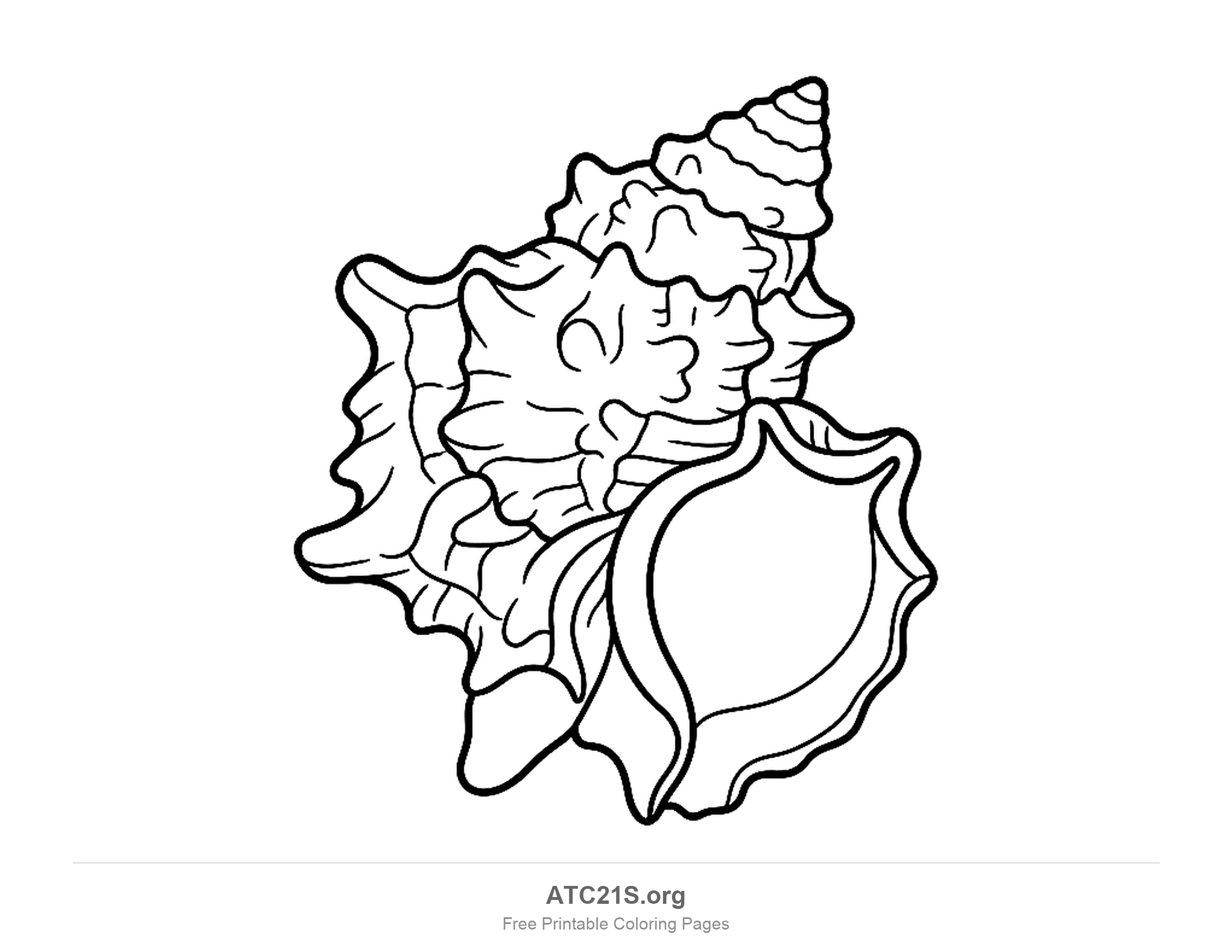 Murex shell covered in frilly ruffled ridges and spikes, with a small ringed tip and a round opening with a crinkled lip, very detailed seashell coloring page for older kids and adults