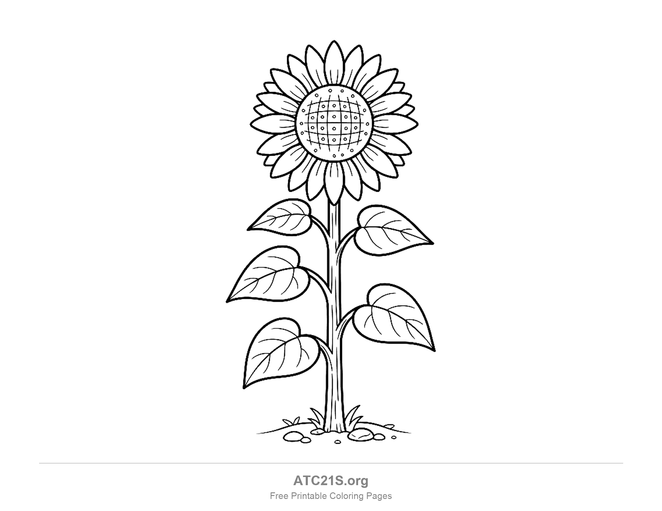 Whole sunflower plant with a small flower head on a tall stem, six heart-shaped veined leaves, grass tufts and pebbles at the base, sunflower coloring page