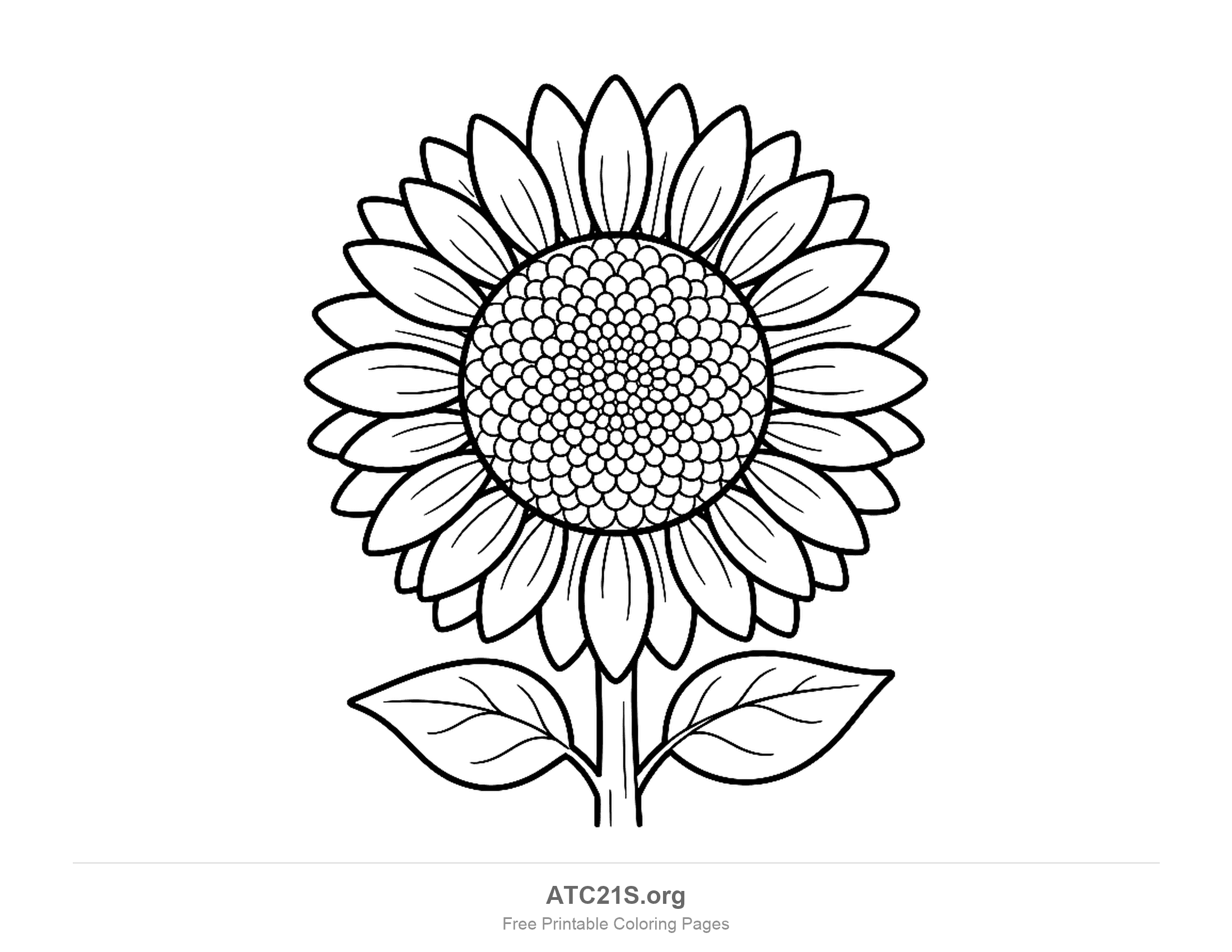 Big front-facing sunflower with two rings of pointed petals, a seed head packed with hundreds of small round seeds and two veined leaves, detailed coloring page for older kids