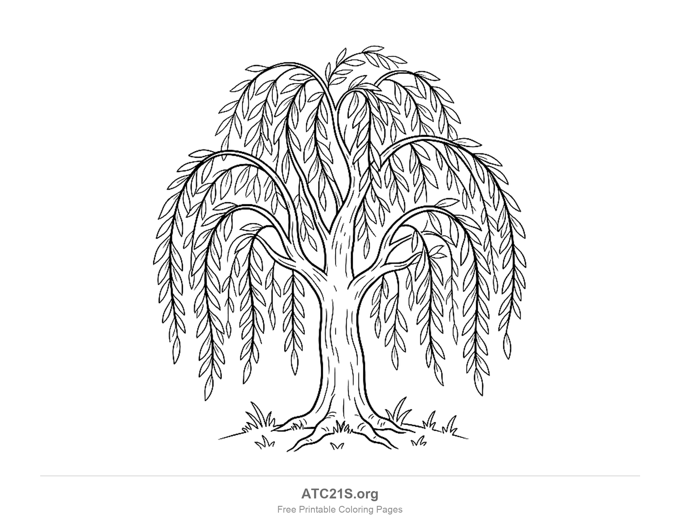 Weeping willow with arching branches that hang down in long curtains of narrow leaves, a textured trunk, roots and grass tufts, detailed tree coloring page for older kids