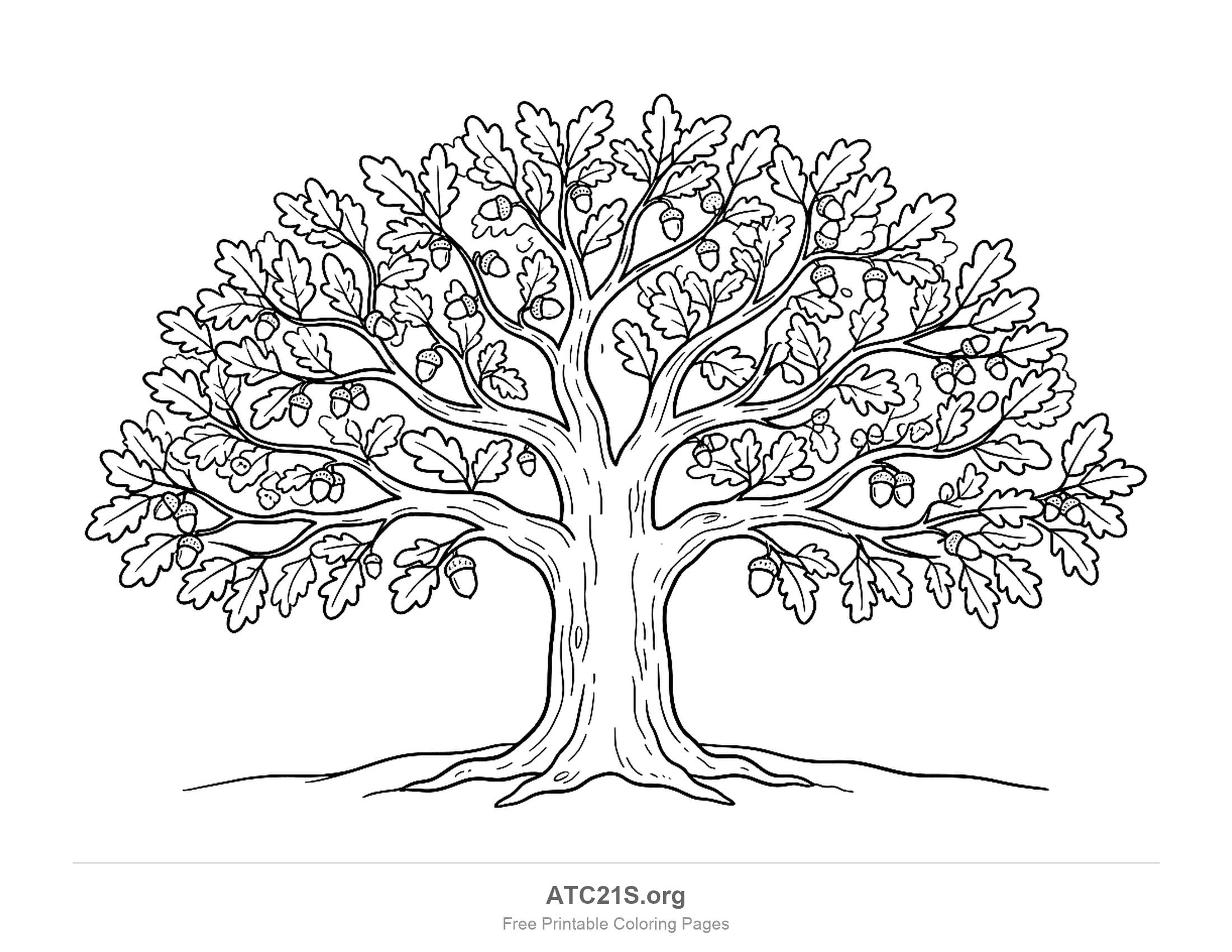 Wide spreading oak tree with dozens of lobed oak leaves and acorns hanging through its branches, a thick bark-lined trunk and spreading roots, detailed coloring page for older kids